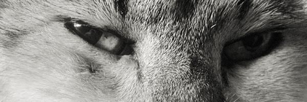 Unsere Agenturkatze Murmel