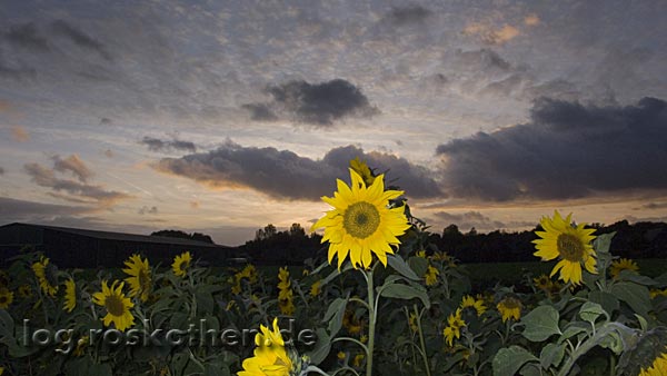 Abendstimmung in Kempen