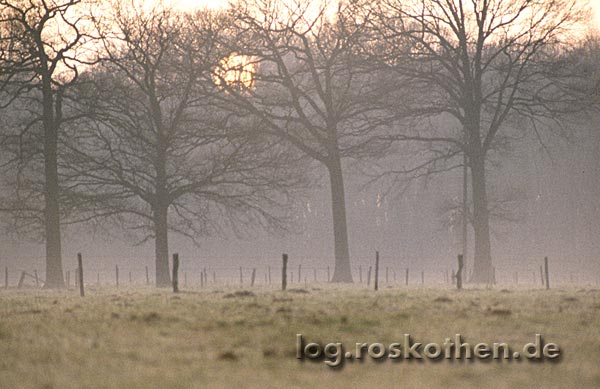 Nebel am Niederrhein