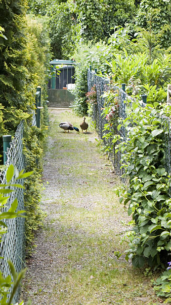 Enten flanieren in Kempen
