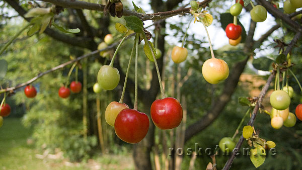 Kirschen am Niederrhein