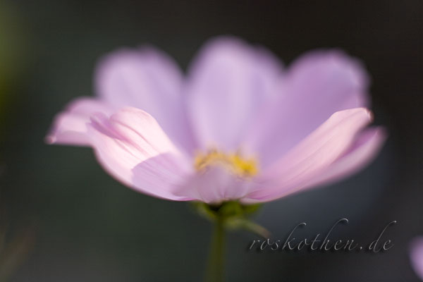 Blüte - wahrer Wert