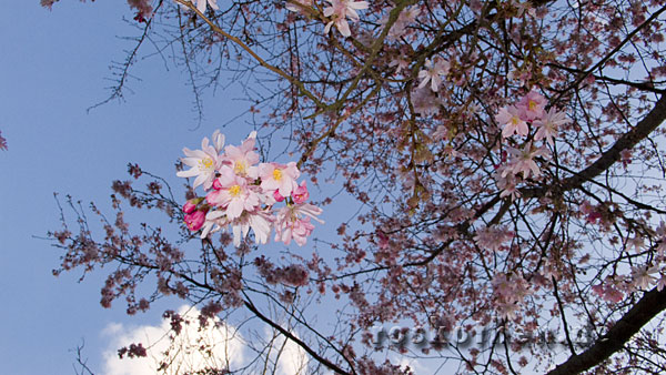 Japanische Kirschbluete