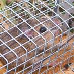 Maus in Lebendfalle