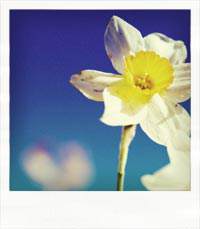 20080412_5037_polaroid3