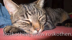 Katze Sophie ist sich keiner Schuld bewusst. Eben noch hat sie sich zwei Scheiben Wurst geklaut.