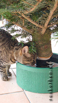 Katze trinkt aus Christbaumständer