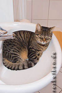 Katze Sophia im Waschbecken