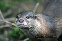 Otter im Duisburger Zoo