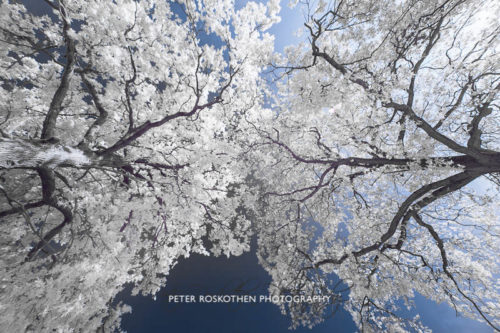 Meeting Trees - Baumtreffen Fotograf Peter Roskothen